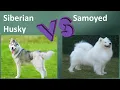 Siberian Husky VS Samoyed - Breed Comparison