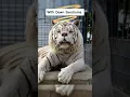 Animals With Down Syndrome