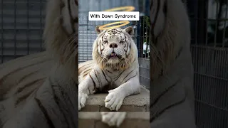 Animals With Down Syndrome