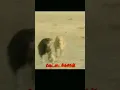 Download Lagu tamil  vettai dog status                  🐕‍🦺dogs lovers💖                    sippiparai dog hunting