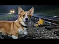 The Corgi Rescue