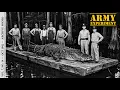 The Giant Alligator the U S Army Investigated During WWII