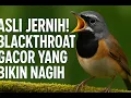 Download Lagu Blackthroat Gacor Banget! Suara Jernih Bikin Merinding
