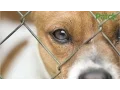 3 New Jersey Pet Stores Hit With Violations