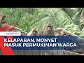 Download Lagu Kehilangan Sumber Makanan, Kawanan Monyet Masuki Permukiman Warga di Cianjur