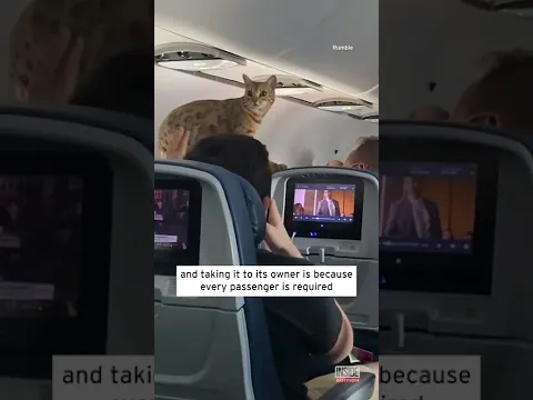 Download MP3 Loose Cat Holds Up Delta Flight from New York to Texas #shorts