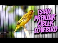 Download Lagu MATERI ISIAN MEWAH JAWARA - MASTERAN KENARI ISIAN CIBLEK LOVEBIRD GACOR