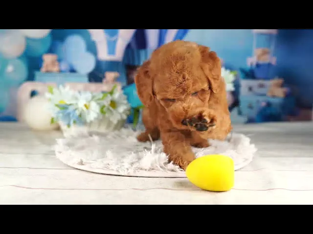 動画