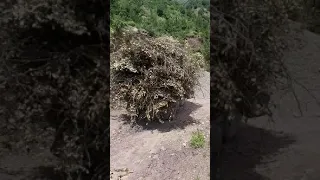 ٹریکٹر پہ تورو غرو کئ غنئ لرگئ Tractor Da Kurrmi Toro Grona Large Rakozawy 