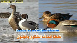 جديد خلطة رائعة للحذف الشتوي مع البلبول Mix Of Eurasian Teal And Northern Pintail 