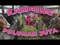 Download Lagu BAGI-BAGIIN KAMBING !! PULUHAN JUTA !!