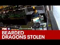Theft of bearded dragons aquarium from Glendale pet store FOX6 News Milwaukee