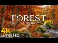 Forest Autumn 4K Vibrant Fall Colors Misty Woodlands Tranquil Nature Escape