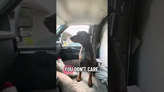 #fyp #dream #doberman #pets #youtube