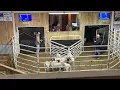 Sheep Goat Auction Feb 8 2025