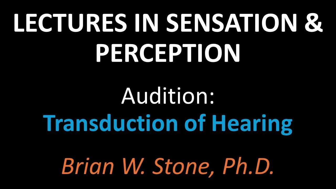 Sensation and Perception - Audition Pt2 - Transduction of Hearing