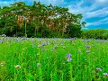 Download Lagu Ons dorp Bonheiden-Rijmenam