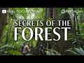 Secrets of the Forest Full Documentary NOVA PBS