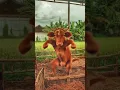 sapi Merah jambu 😁#video #viral