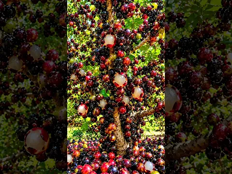 Easy and Fast Techniques for Growing and Propagating Jabuticaba Trees #garden #fruits #jabuticaba
