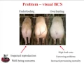 Dr Mark Knauer - Evaluating Body Condition Reproductive Performance