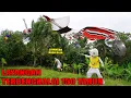 Download Lagu KITA MENEMUKAN LAYANGAN NAGARAJA TERBENGKALAI 150 TAHUN NYANGKUT DI POHON?!