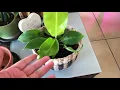 Philodendron Moonlight