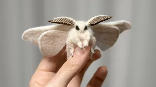 21 most incredible moth species