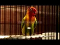 MASTERAN LOVEBIRD MANGAP MINOR KONSLET TANPA JEDA