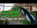 Download Lagu terapi malam dijamin ampuh bikin kacer bahan cepat bunyi dan gacor bikin nyaut semua jenis # kacer Download Lagu terapi malam dijamin ampuh bikin kacer bahan cepat bunyi dan gacor bikin nyaut semua jenis # kacer