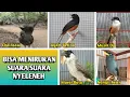 Download Lagu 5 Jenis Burung Terpintar Dapat Menirukan Suara Suara burung lain dan juga suara Nyeleneh
