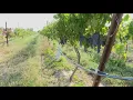 Exploring Idaho From the vine to the bottle how Idaho winemakers make award-winning wine