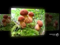Boletus bicolor - fungi kingdom