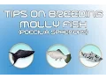 Lagu Tips on breeding molly live baring fish