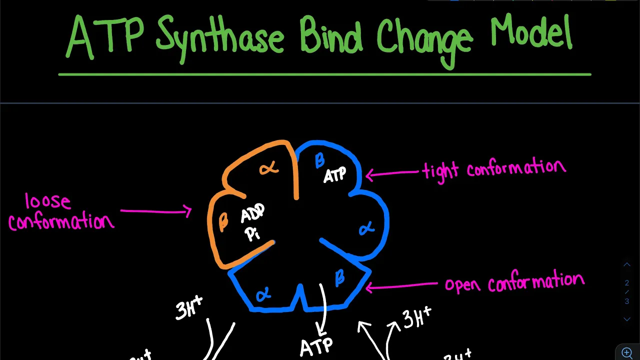ATP Synthase Bind Change Model | Biochemistry