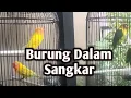Download Lagu BURUNG DALAM SANGKAR II BROERY PESOLIMA II feat Anas Mn II Cover Dangdut II