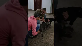 طريقه تلقيح جواز صناعى للكلاب 