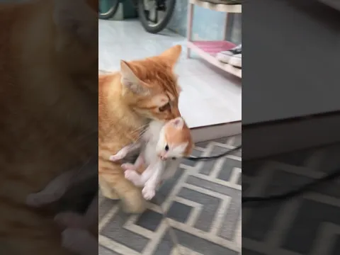 Kenapa kucing gigit anaknya sendiri⁉️🙀ternyata ini alasannya
