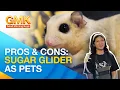 Challenges Caring for sugar glider as pets Pet Talk