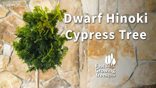 Dwarf Hinoki Cypress Tree YouTube Video Banner