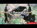 Download Lagu Mp3 Khusus pikat Srigunting