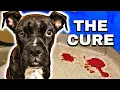 37 PARVO Dogs SAVED DO THIS FROM HOME