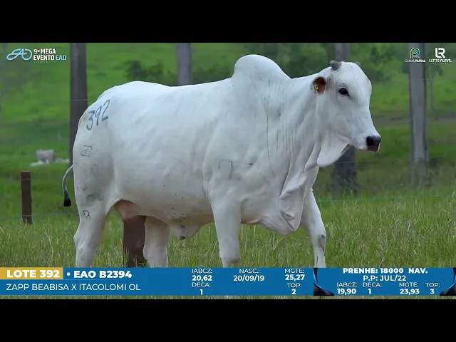Matriz Nelore EAO-B2394