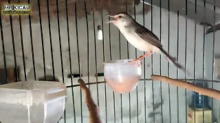 ciblek sawah gacor nembak panjang 