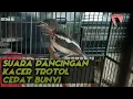 Download Lagu Melatih Kacer Trotol Cepat Bunyi \u0026 Ngeplong/
