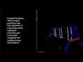 Coupled Pendulum