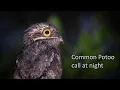 Lagu Common Potoo call.