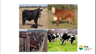 Nutrición Animal: Optimización de Dietas y Digestibilidad