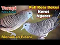 Download Lagu PERKUTUT LOKAL GACOR Full Koar bekur dan Kerot AMPUH Untuk Terapi Pikat menaikan birahi Dan emosi