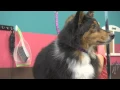 O FallonTV Dames Bark Pet Grooming O Fallon Missouri